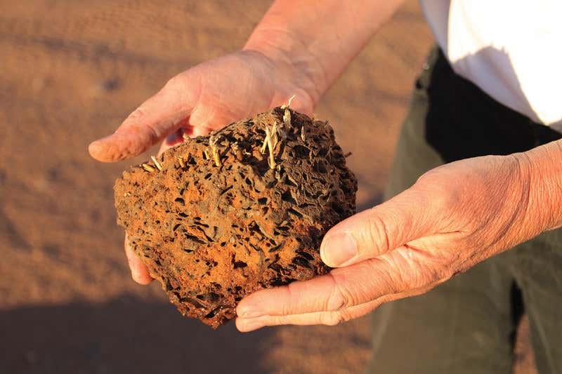 What is making mysterious fairy circles appear in the desert?