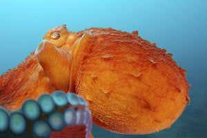 <i>The Soul of an Octopus</i>: Getting to know an intelligent mollusc