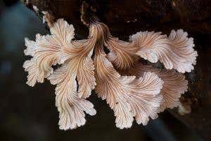 If you go down to the rainforest today: The fungal realm