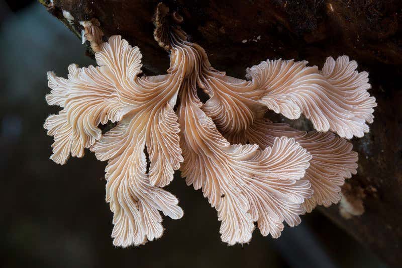 New Scientist. Science news and long reads from expert journalists, covering developments in science, technology, health and the environment on the website and the magazine.