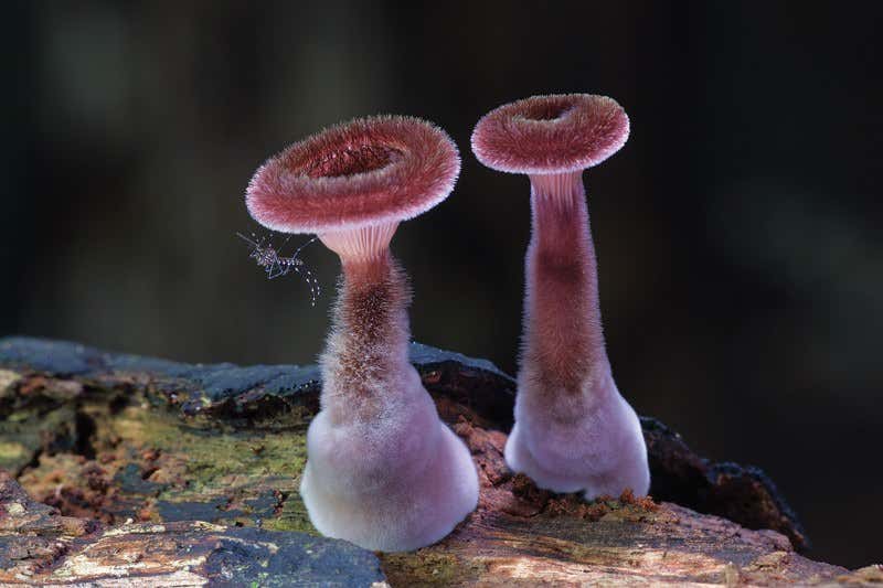 If you go down to the rainforest today: The fungal realm