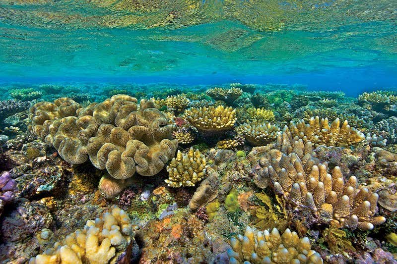 New Scientist. Science news and long reads from expert journalists, covering developments in science, technology, health and the environment on the website and the magazine.