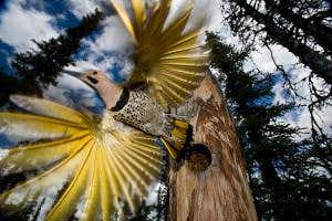 One flasher you wouldn't mind being startled by