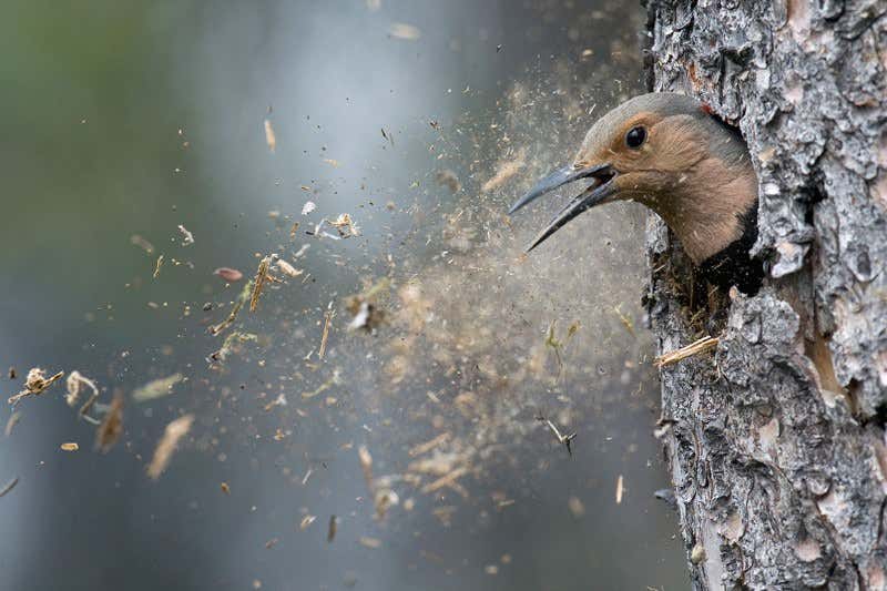 One flasher you wouldn't mind being startled by