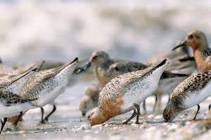 Hope or despair? The highs and lows of saving seabirds