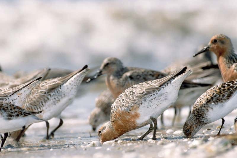 New Scientist. Science news and long reads from expert journalists, covering developments in science, technology, health and the environment on the website and the magazine.