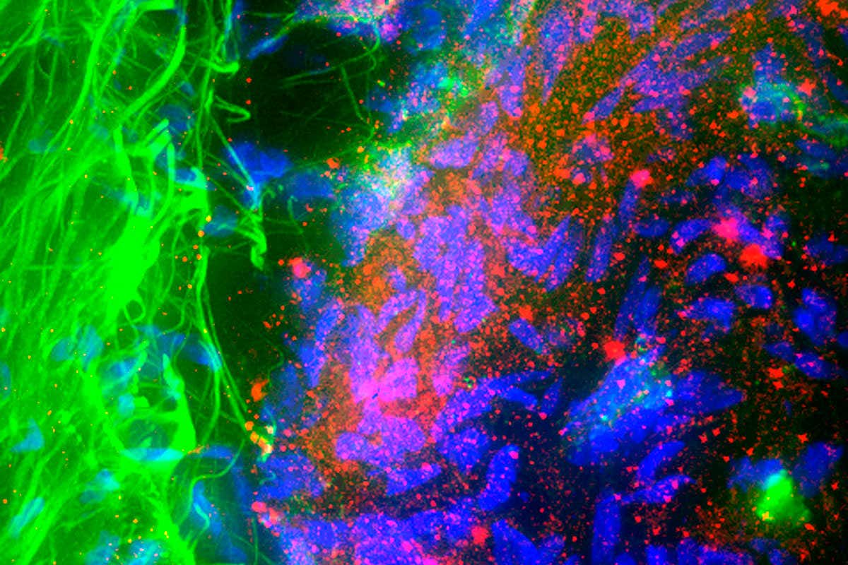 New Scientist. Science news and long reads from expert journalists, covering developments in science, technology, health and the environment on the website and the magazine.