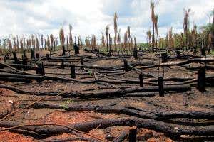 Brazil agrees to cut Amazon deforestation and boost renewables