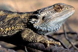 Zoologger: The lizard that changes its sex to suit the weather