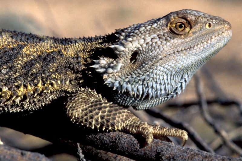 New Scientist. Science news and long reads from expert journalists, covering developments in science, technology, health and the environment on the website and the magazine.