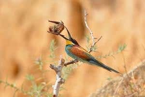 Ambitious bee-eater attempts to swallow a bat whole