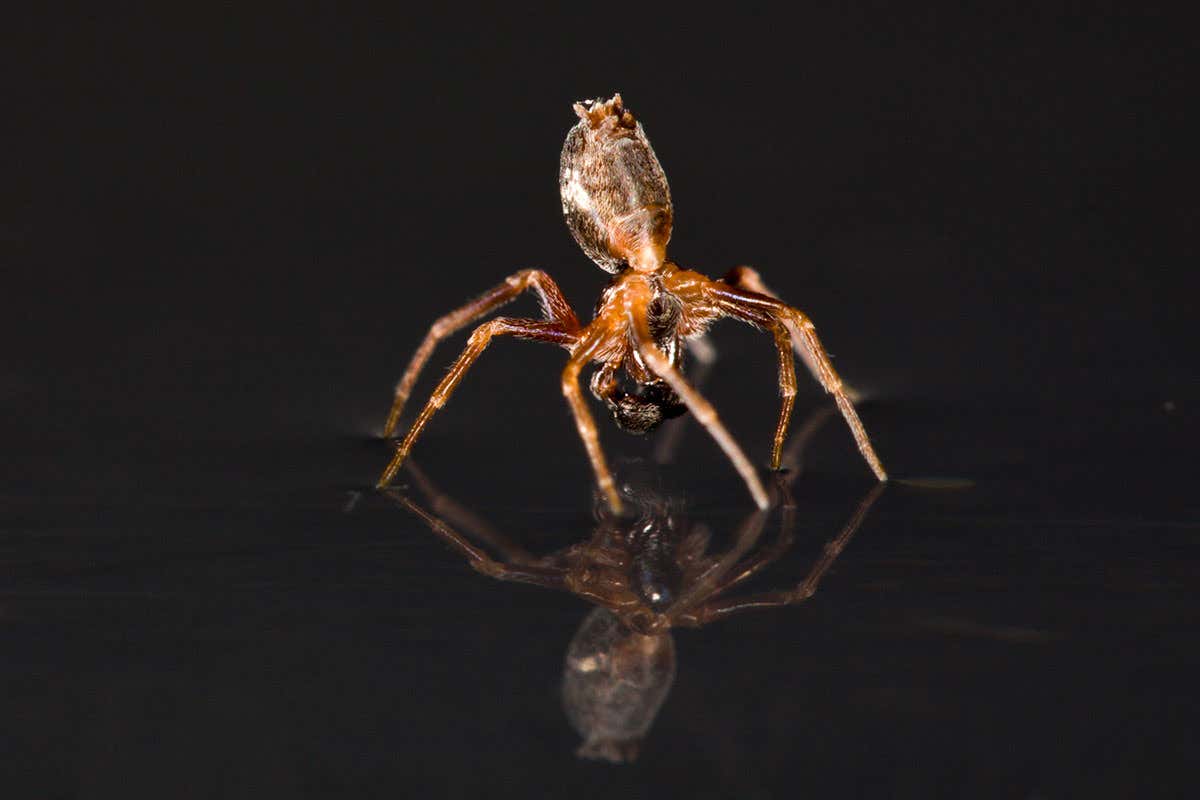 spider skates on water
