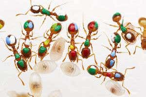 Lazy ants sit around doing nothing while their nest mates work