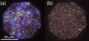 Forget the white/blue dress, is this seaweed blue or red?