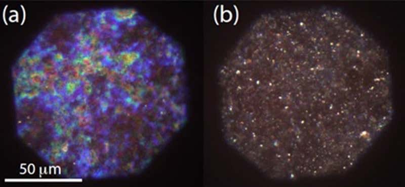 Forget the white/blue dress, is this seaweed blue or red?