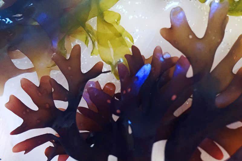 New Scientist. Science news and long reads from expert journalists, covering developments in science, technology, health and the environment on the website and the magazine.