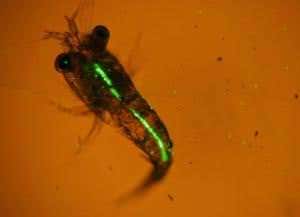 Plankton snacking on plastic caught on camera for the first time