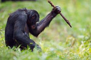 Bonobos use a range of tools like stone-age humans