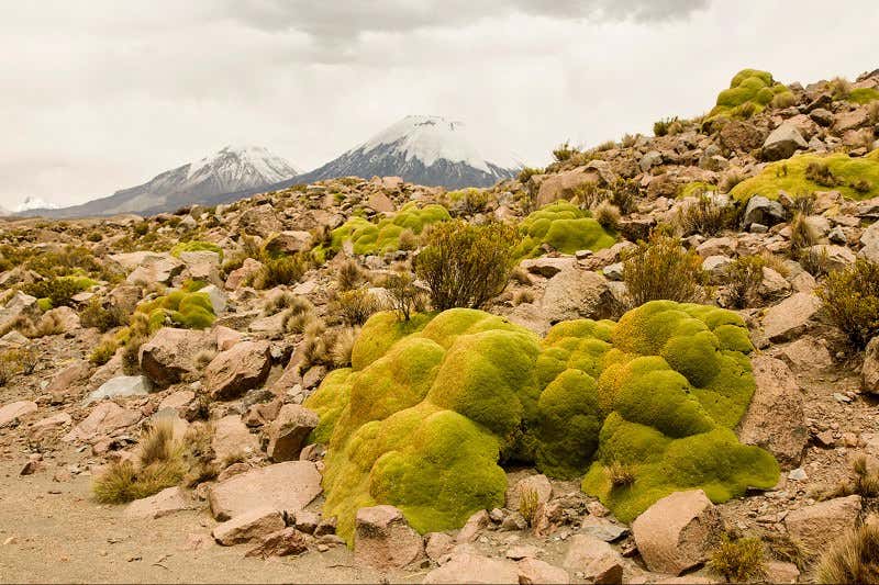 New Scientist. Science news and long reads from expert journalists, covering developments in science, technology, health and the environment on the website and the magazine.