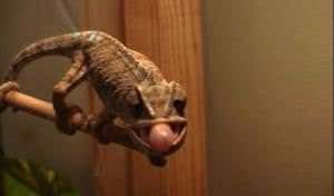 Chameleons use goggly eyes to flick from stereo to mono vision