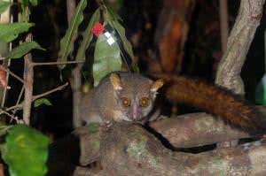 Zoologger: The sex-addicted tiny lemur with giant testicles