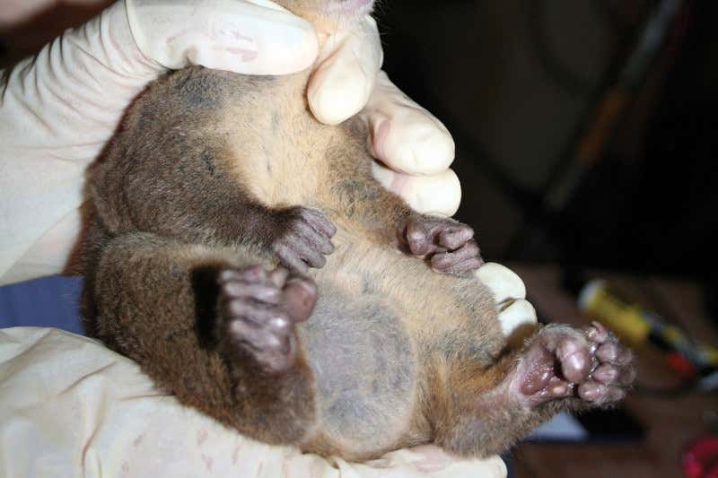 Zoologger: The sex-addicted tiny lemur with giant testicles