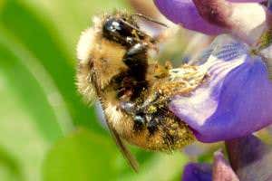 Climate vice squeezes bumblebee habitat from north and south