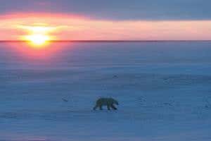 Chance of polar bears surviving food shortage recedes with ice