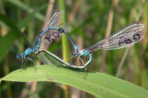 Damselflies keep up heart-shaped Kama Sutra sex in their old age