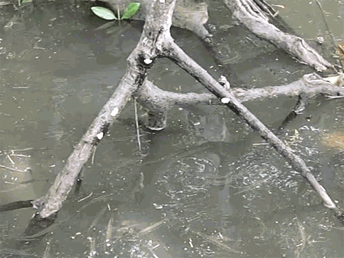 New Scientist. Science news and long reads from expert journalists, covering developments in science, technology, health and the environment on the website and the magazine.