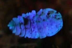 Beautiful sea sapphire can make itself invisible in an instant