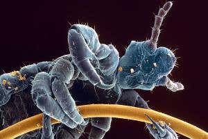 Head and body lice splice their identical genes differently