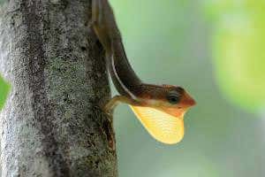 Zoologger: Lizard's optical illusion makes its throat fan glow