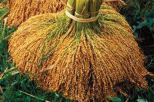 Genetic engineering creates rice strain that makes less methane