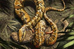 Four-legged fossil holds secret of snake's slithering origins
