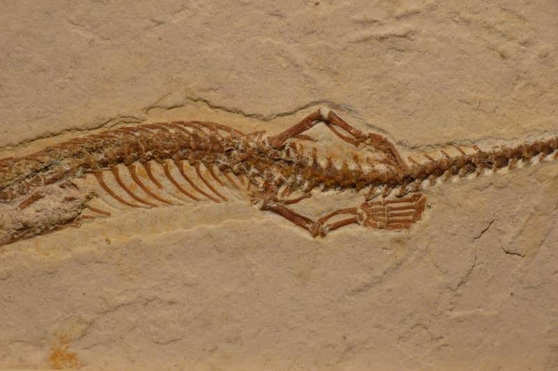 New Scientist. Science news and long reads from expert journalists, covering developments in science, technology, health and the environment on the website and the magazine.