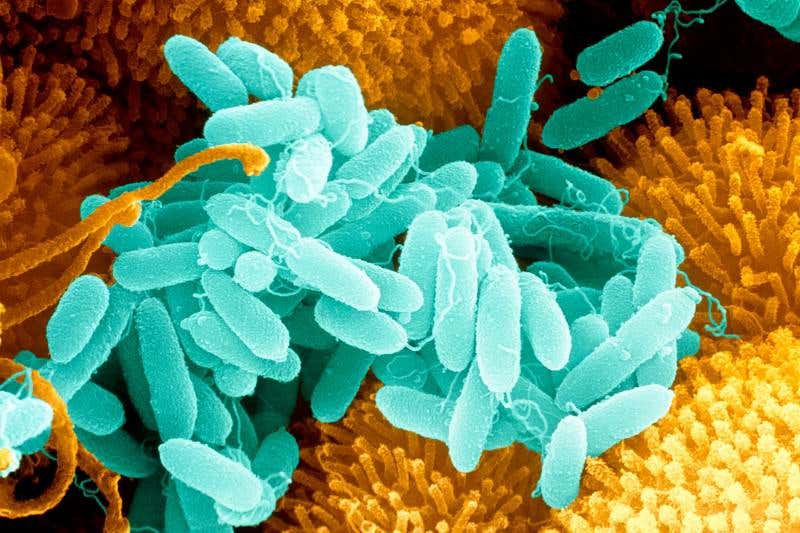 New Scientist. Science news and long reads from expert journalists, covering developments in science, technology, health and the environment on the website and the magazine.