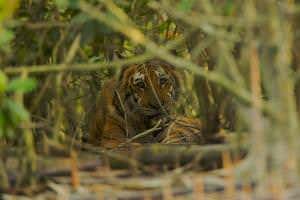 Only 100 tigers left in Bangladesh after last count got it wrong
