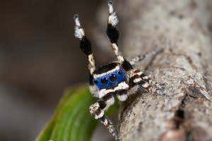 Newly discovered species of peacock spider is a masked seducer