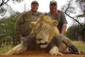 Killing of lion Cecil should spark ban on US trophy hunt imports
