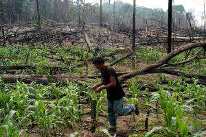 Brazil's resettlement of farmers has driven Amazon deforestation