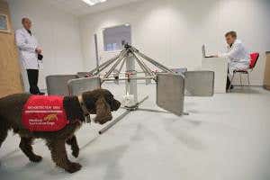The cancer sniffers: Dogs could be the best tool for diagnosis