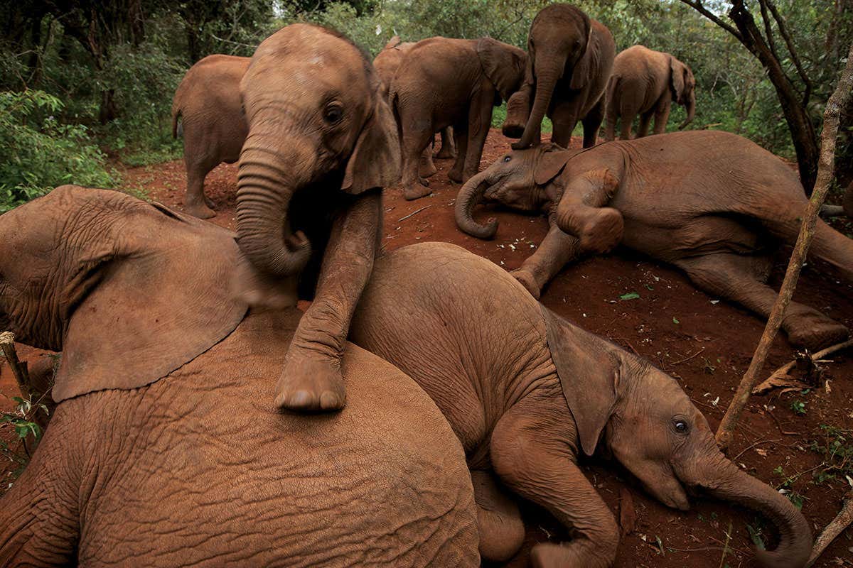 <i>Beyond Words</i>: The selves of other animals