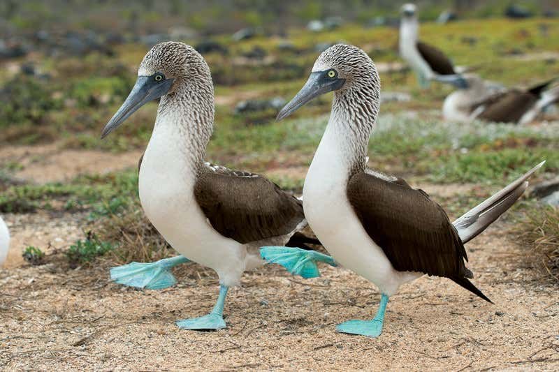 New Scientist. Science news and long reads from expert journalists, covering developments in science, technology, health and the environment on the website and the magazine.