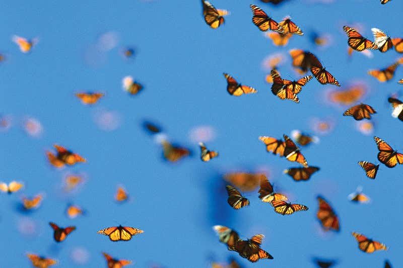 New Scientist. Science news and long reads from expert journalists, covering developments in science, technology, health and the environment on the website and the magazine.