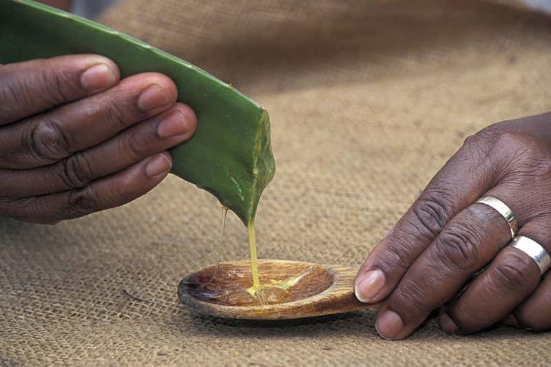 How Aloe vera became a cure-all and cosmetic superstar