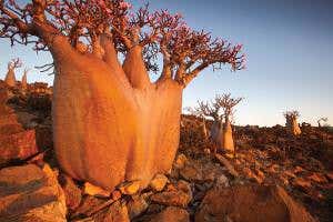 Killers, kicks and cures: Our complex relationship with plants