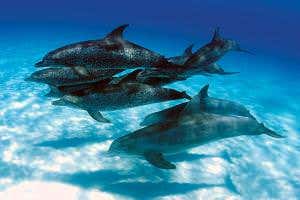 Two dolphin species band together to form unprecedented alliance