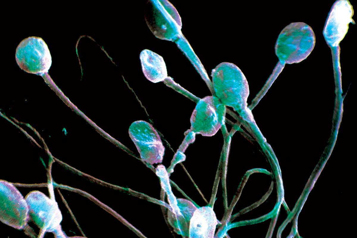 Home News Humans Life 854 This Week 22 July 2015 Semen controlling power over female genes