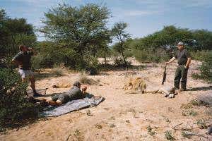 <em>Lions in the Balance</em>: Can hunting save the kings of the jungle?